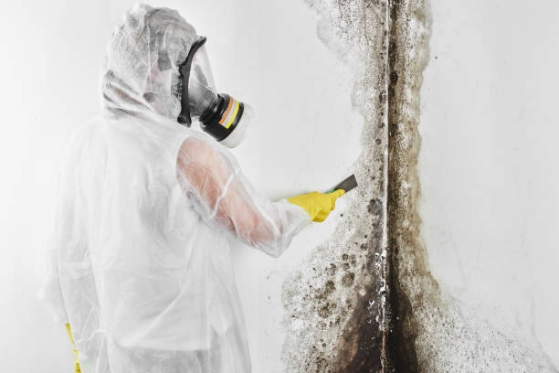 Best Mold Testing and Inspection Services in Shoemakersville, PA