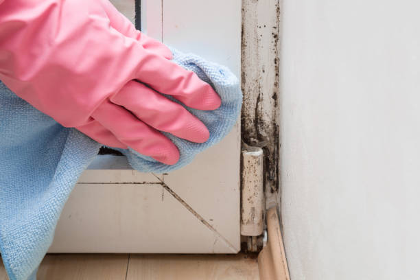 Best Basement Mold Remediation in Shoemakersville, PA